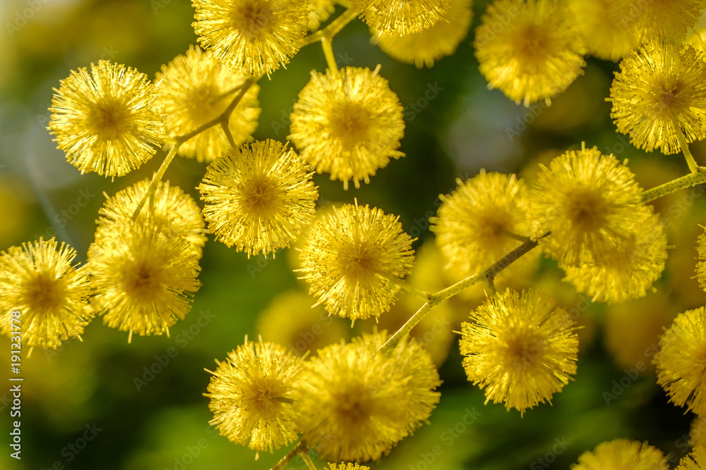 Fleurs de mimosa ensoleillées, macro. Fleurs de mimosa ensoleillées, macro.
