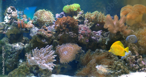 Corals and fish in beautifull sea marine aquarium