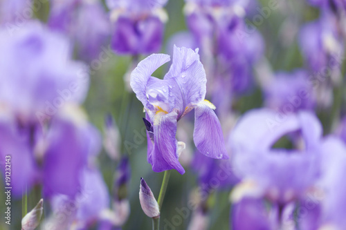 Fototapeta Naklejka Na Ścianę i Meble -  fresh violet irises lit by the sun