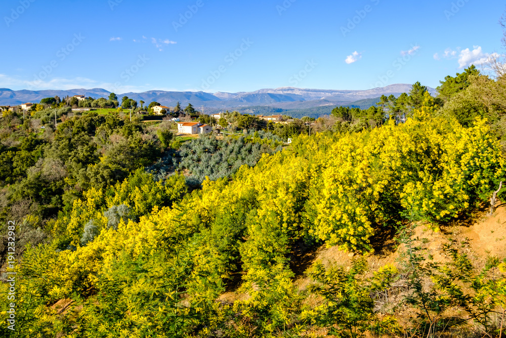 Vue panoramique sur le massif de Tanneron, arbres de mimosa en fleurs, Provence, sud de France.