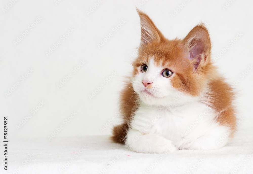 redhead with white kitten maine coon looks redhead with white kitten maine coon looks