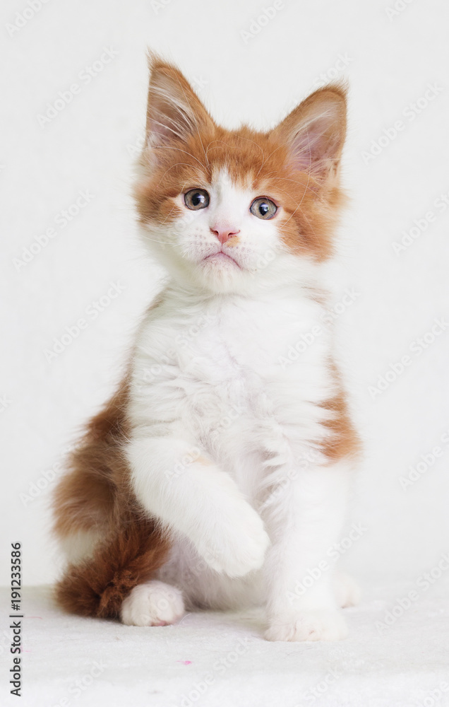 redhead with white kitten maine coon looks