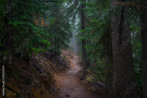 A path in the thick spruce forest. BLUE LAKE TRAIL, Washington state