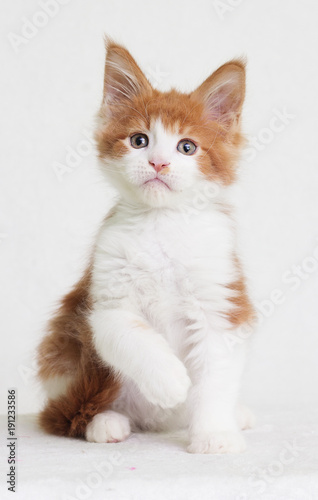 redhead with white kitten maine coon looks