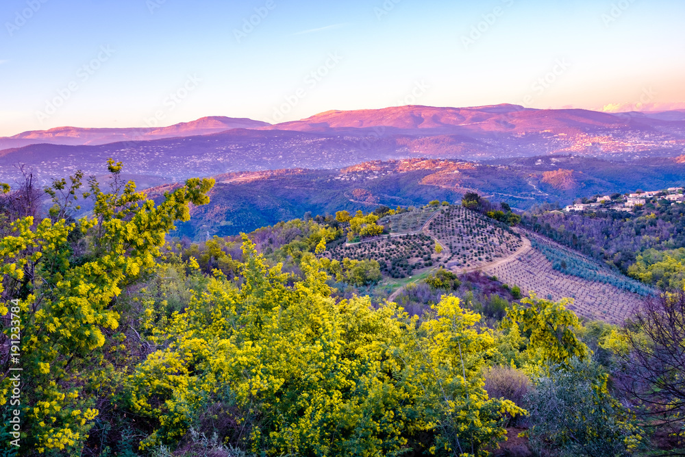 Vue panoramique sur le massif de Tanneron, arbres de mimosa en fleurs, coucher de soleil, Provence, sud de France.