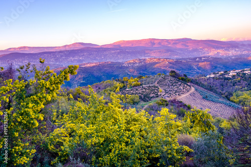 Obraz na płótnie Vue panoramique sur le massif de Tanneron, arbres de mimosa en fleurs, coucher de soleil, Provence, sud de France. w salonie