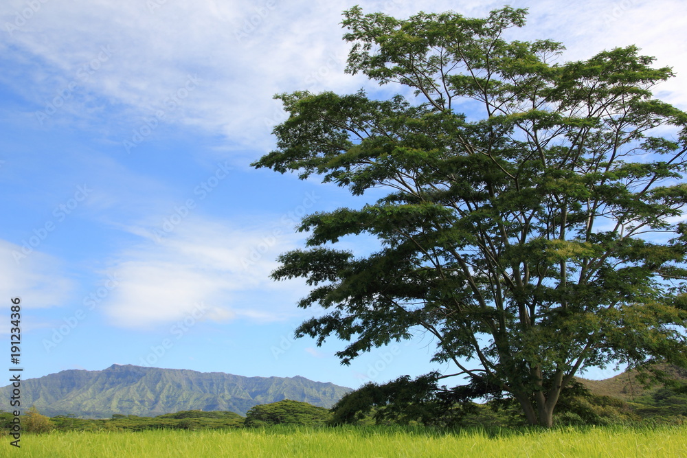 Obraz premium traumhafte Landschaft an der Ostküste Kauai Hawaii USA