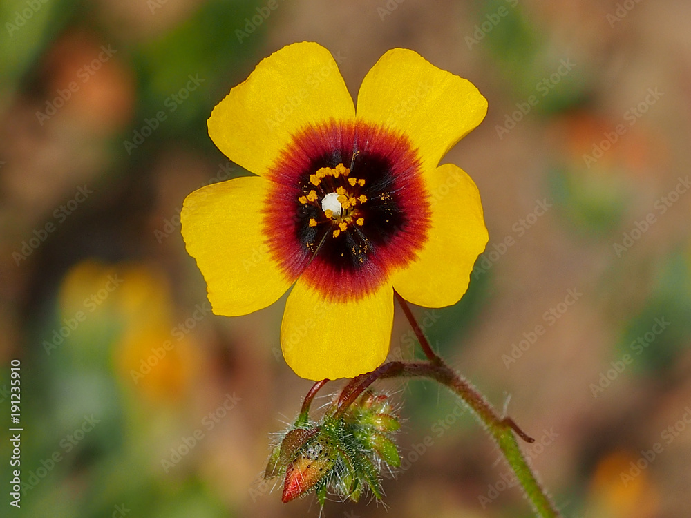 Spotted Rockrose (Tuberaria guttata) Spotted Rockrose (Tuberaria guttata)