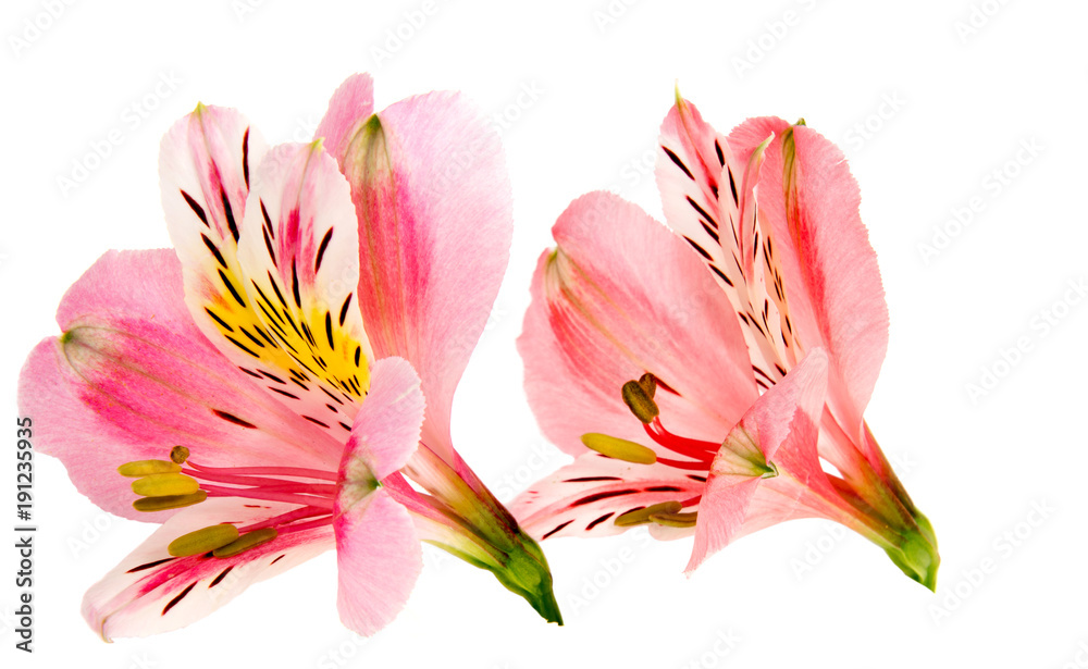 Fototapeta premium Alstroemeria flower head closeup isolated on white background