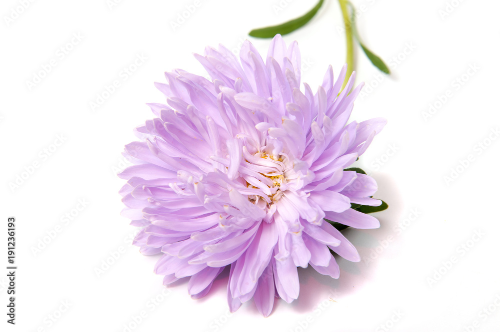 Colorful aster flowers isolated on white background