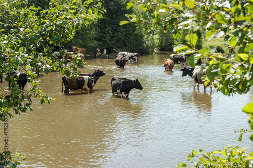 A herd of cows in the river. Summer, sunny day, the cows came to the watering place. © ferkhova