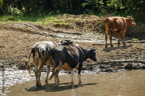 A herd of cows in the river. Summer, sunny day, the cows came to the watering place.