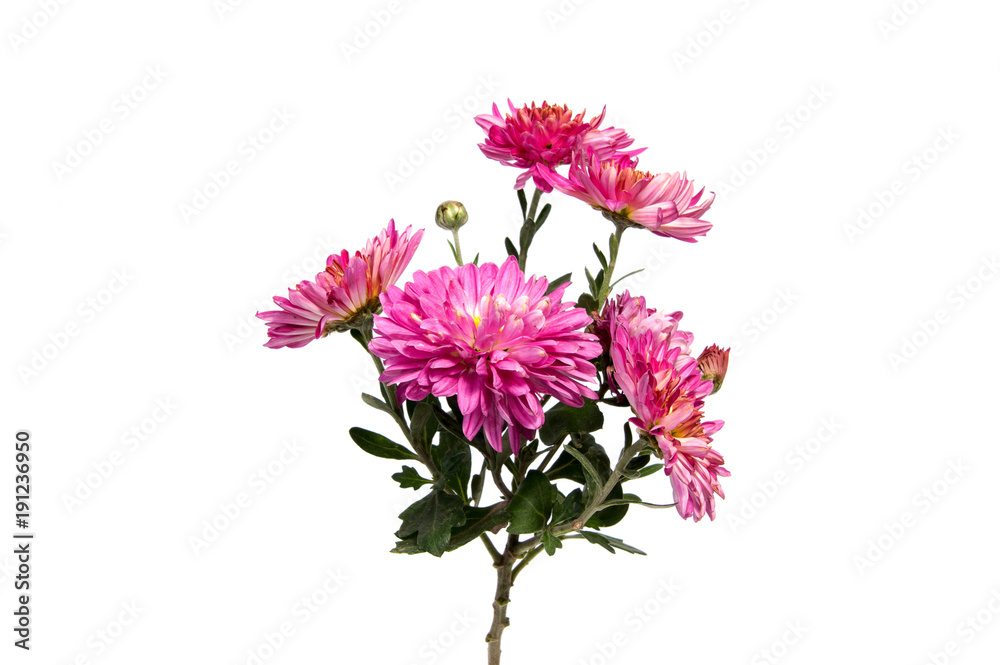 Colorful aster flowers isolated on white background