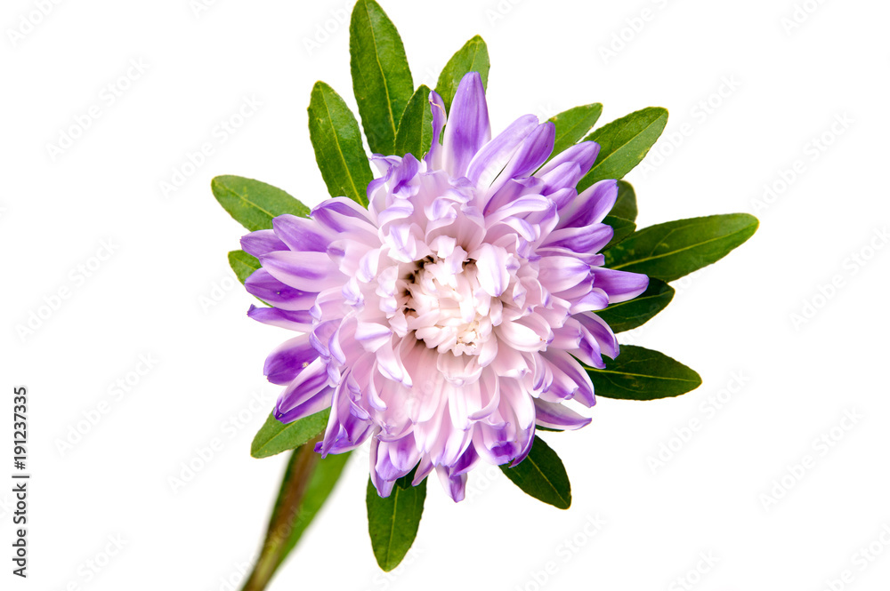 Obraz premium Colorful aster flowers isolated on white background