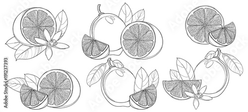 Vector set with outline Lime isolated on white background. Contour half and whole fruit, slice, leaf and Lime flower in black. Composition with tropical citrus for summer design and coloring book.