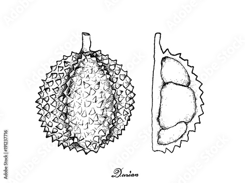 Hand Drawn of Ripe Durian on White Background