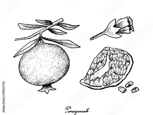 Hand Drawn of Ripe Pomegranate on White Background