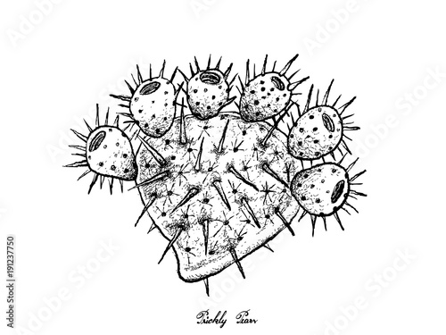 Hand Drawn of Fresh Ripe Prickly Pears