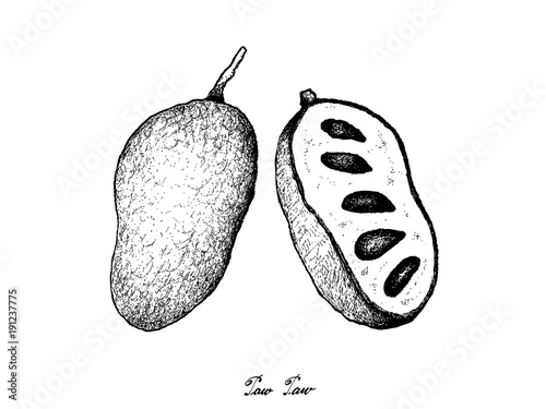 Hand Drawn of Fresh Paw Paw on White Background photo