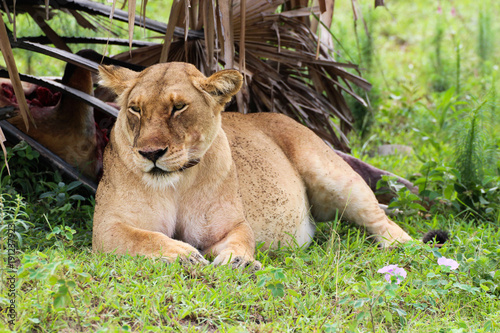 Löwe nach dem Fressen in Uganda Afrika Wildpark