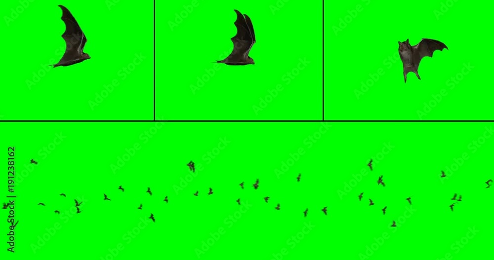 Bat colony flying - multiple options at different angles, on green background