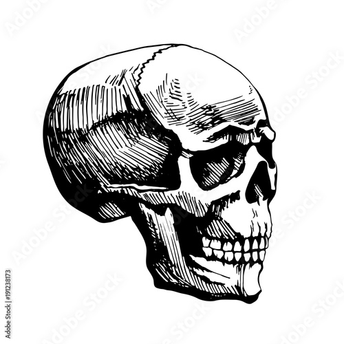 Skull man vector sketch © roman bykhalov