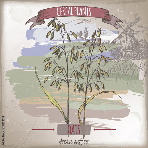 Common oats aka Avena sativa color sketch. Cereal plants collection.