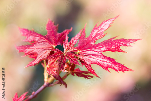 Fresh young spring red maple leaves on colourful bokeh background