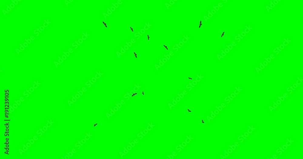 Flock of vultures circling overhead, with a low angle and profile view, on a green background