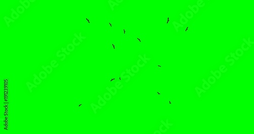 Flock of vultures circling overhead, with a low angle and profile view, on a green background
