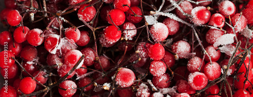 Bilde på lerret Frozen lingonberry fruits of Vaccinium vitis-idaea