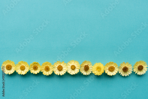 Directly above view of yellow everlasting daisies in a row against blue textured background