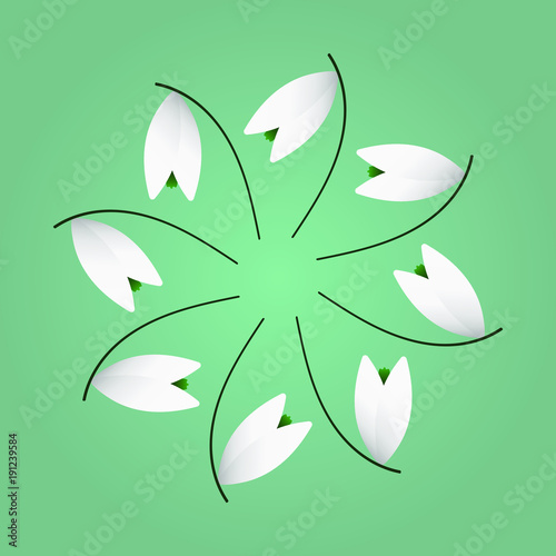 Snowdrop circle. Galanthus. Simple flat vector illustration.