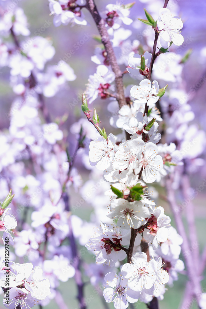 Fresh spring cherry blossom flowers close-up on bokeh blur background