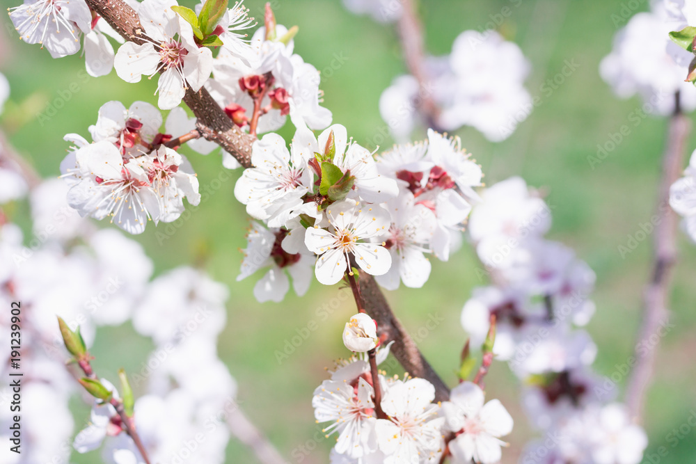 Young spring cherry branch flowers close-up on bokeh blur background Young spring cherry branch flowers close-up on bokeh blur background