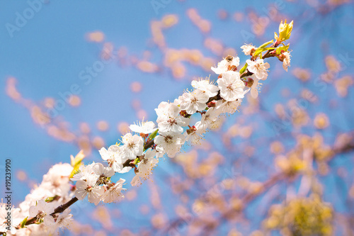 Fresh spring cherry tree flowers close-up on bokeh blur background
