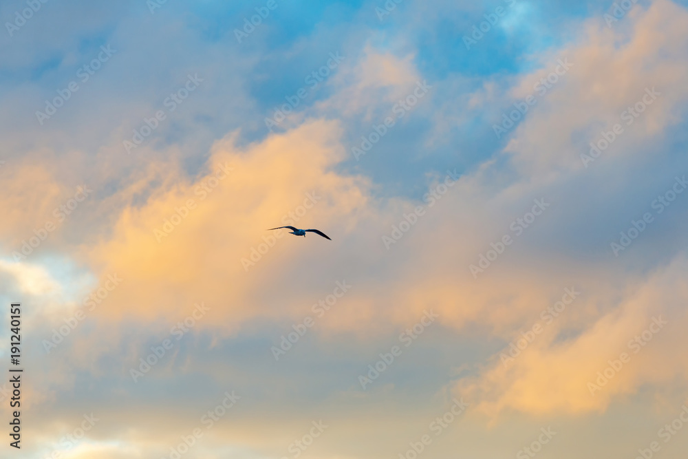 Gull flying in a blue cloudy sky in winter
