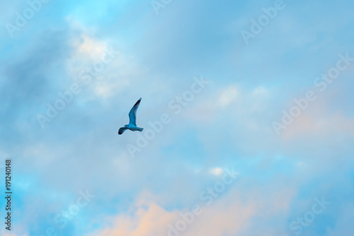 Gull flying in a blue cloudy sky in winter  