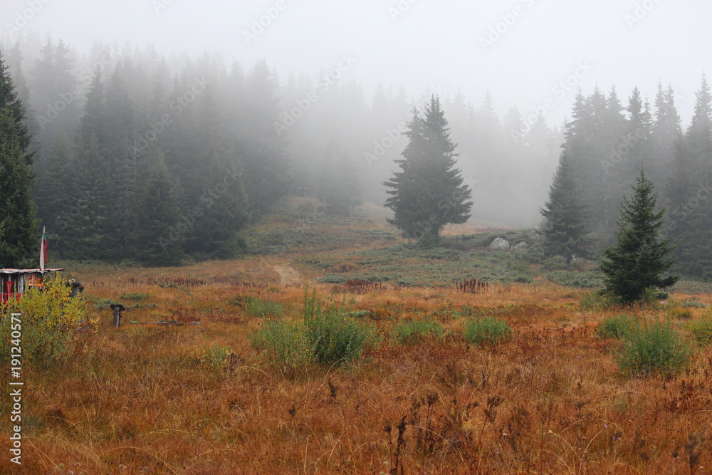Spruce forest in fog. Vitosha, Sofia, Bulgary.