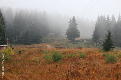 Spruce forest in fog. Vitosha, Sofia, Bulgary.