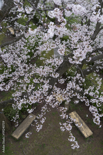 cherry‐blossom viewing
