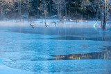 birds flying over ice to open water