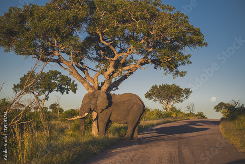 Elephant - Kruger National Park South Africa