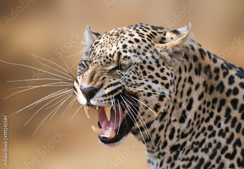 Snarling leopard portrait photo