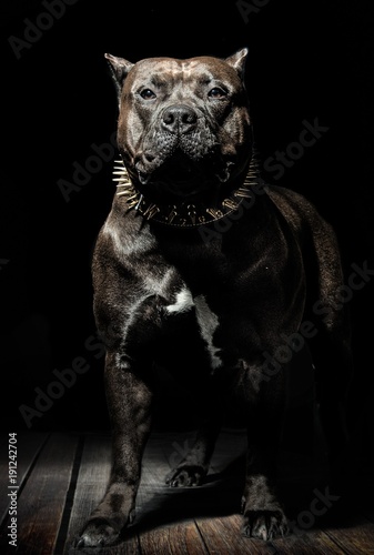 Stolzer Pitbull American Bully Hund