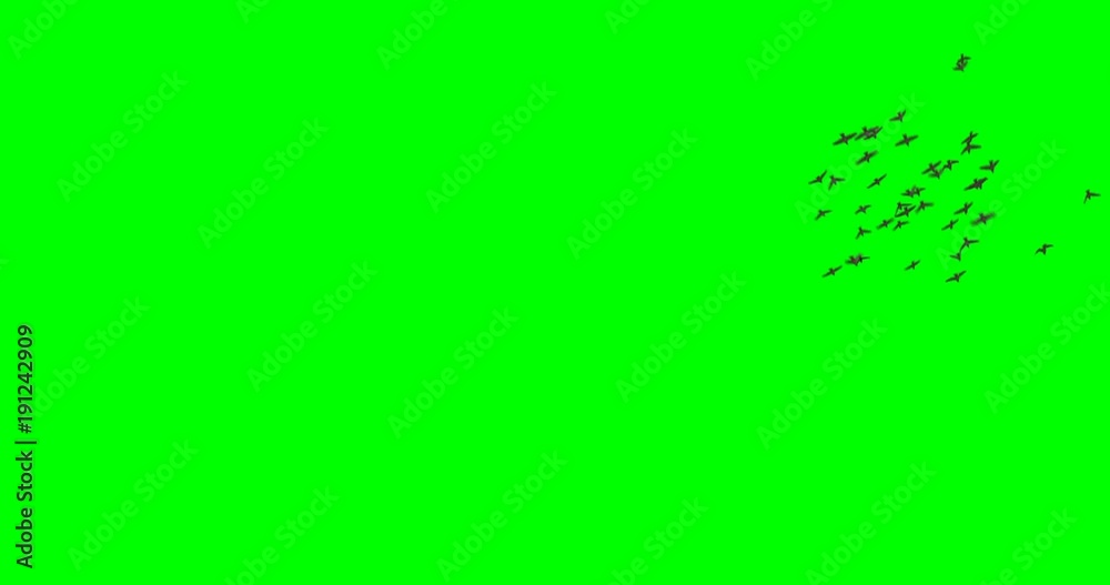 Flock of birds (sparrows) flying all around the frame, on a green background.
