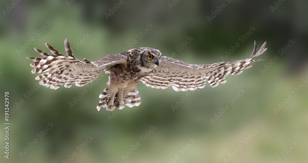 Obraz premium Eagle owl in flight