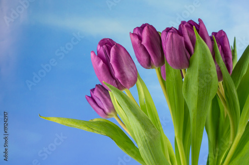 Fototapeta Naklejka Na Ścianę i Meble -  Purple tulips, blue sky and copy space