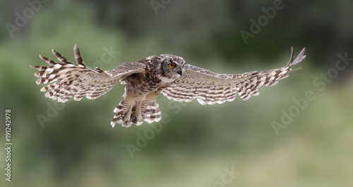 Eagle owl in flight