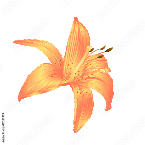 Lily yellow flower Lilium candidum editable on a white background vector illustration editable Hand draw